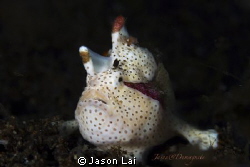 Clown frogfish portrait by Jason Lai 